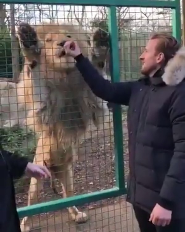 O jogador inglês Harry Kane alimentando um leão (Foto: Twitter)