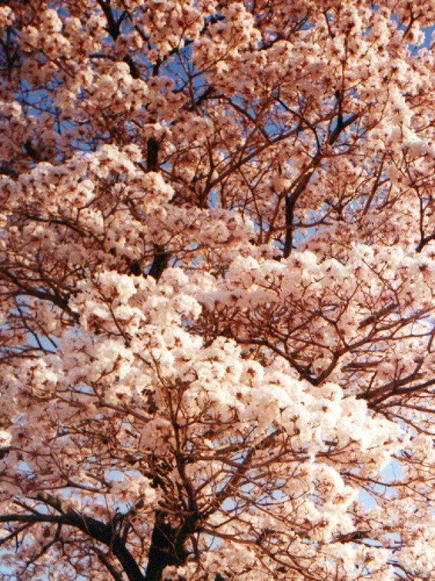 O ipê-branco produz flores brancas e rosadas, e pode alcançar de 7 a 16 metros de altura (Foto: Flickr / Ana Carolina  / CreativeCommons)