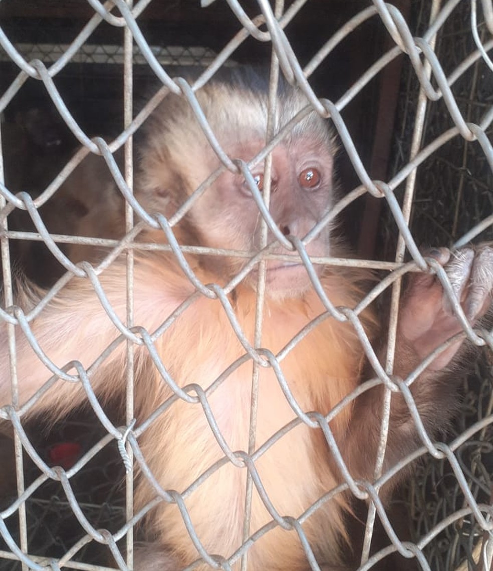 Macaco que 'amolava faca' e 'lavava roupa' é solto na natureza após três meses de reabilitação no Piauí  — Foto: IBAMA