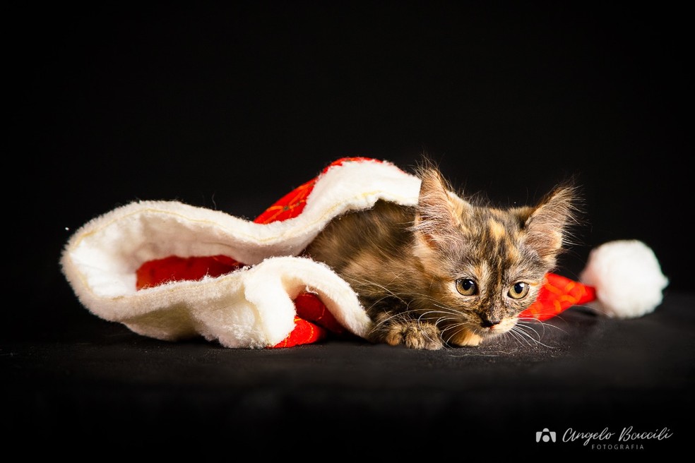 Animais ganham ensaio fotográfico de Natal para chamar atenção sobre a  adoção em Penápolis | Mundo Pet | G1