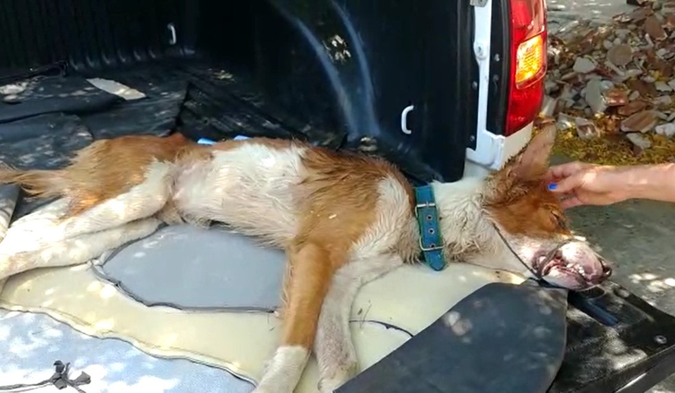 Cachorro foi resgatado por ONG — Foto: Reprodução/Inter TV Costa Branca