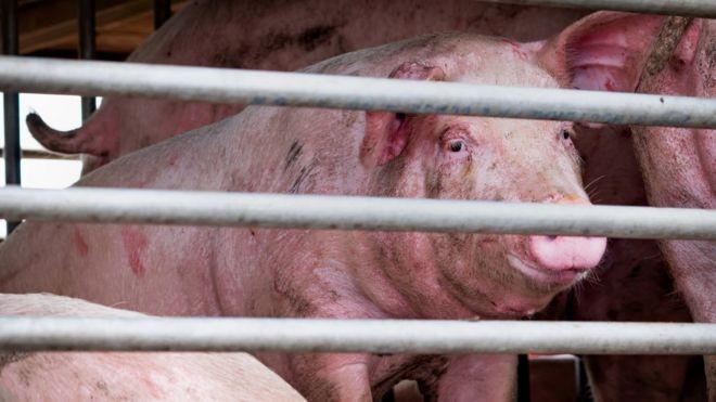 Cientistas descobriram evidências de infecção recente em pessoas que trabalhavam na indústria suína na China (Foto: Getty Images via BBC News Brasil)