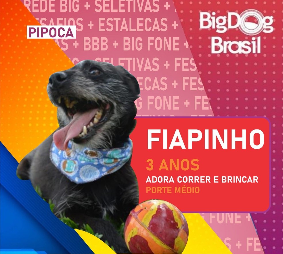 Cães participam do Big Dog Brasil, em Pinhais — Foto: Divulgação/Prefeitura de Pinhais