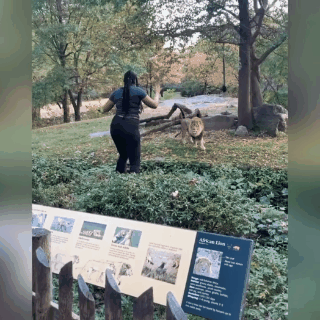 Fato ocorreu no Zoológico do Bronx, em Nova York, nos Estados Unidos (Foto: Reprodução Instagram @Realsobrino)