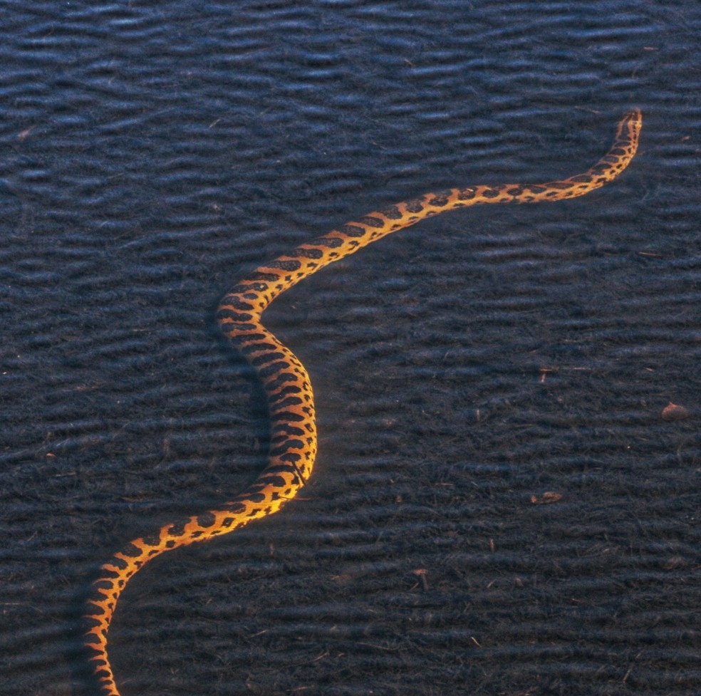 Sucuri é vista em lago de hotel, no Pantanal de MS — Foto: Victor Ramalho/Foto