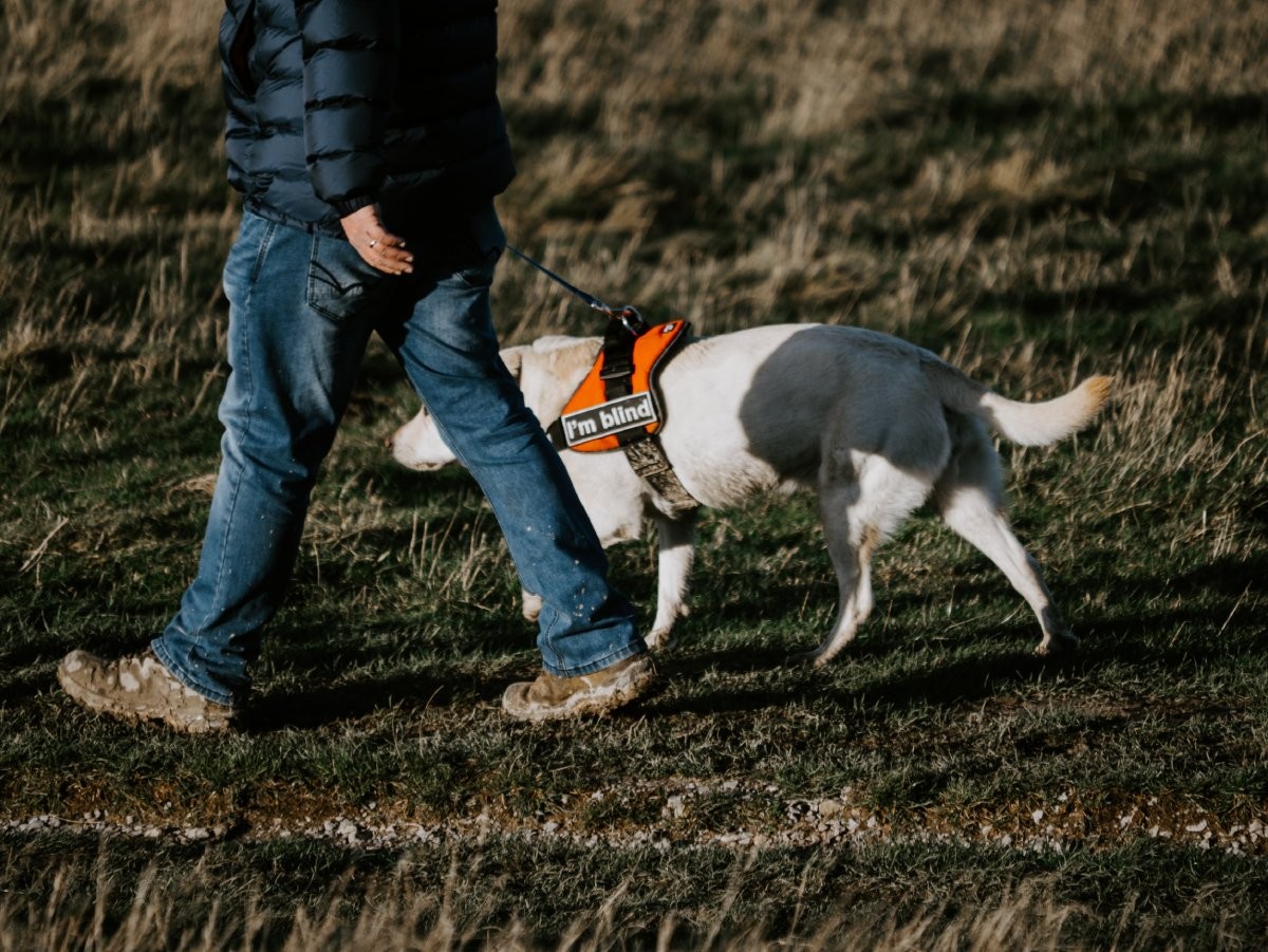 As raças mais tradicionais de cão-guia são o golden e o labrador retriever (Foto: Unsplash/ Matt Seymour/ CreativeCommons)
