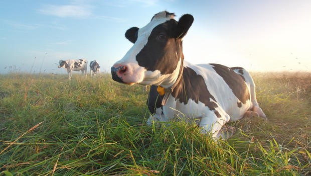 Nestlé implementa sensor que monitora bem-estar das vacas produtoras de leite orgânico (Foto: Shutterstock)