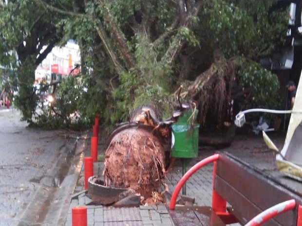 Árvore foi arrancada pelo vento em Jaraguá do Sul nesta quinta (19) (Foto: Dorli Raasch)
