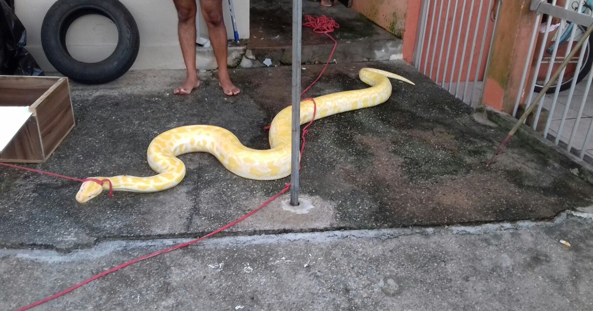 Após meses desaparecida, serpente Píton de mais de 4 metros é resgatada no  Texas