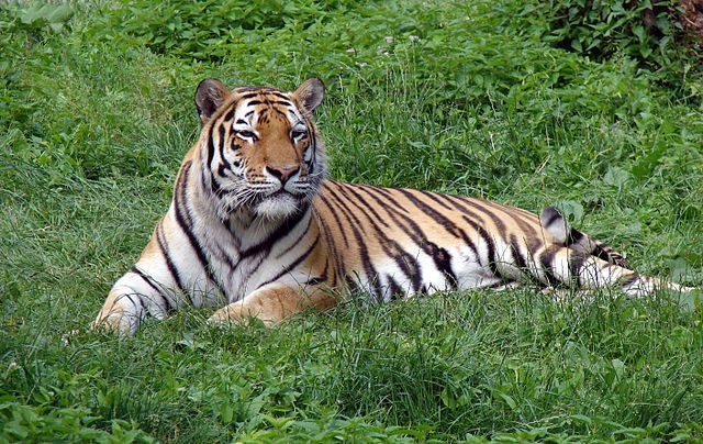 Os tigres são os maiores felinos do mundo (Foto: Chrumps / Wikimedia Commons / CreativeCommons)