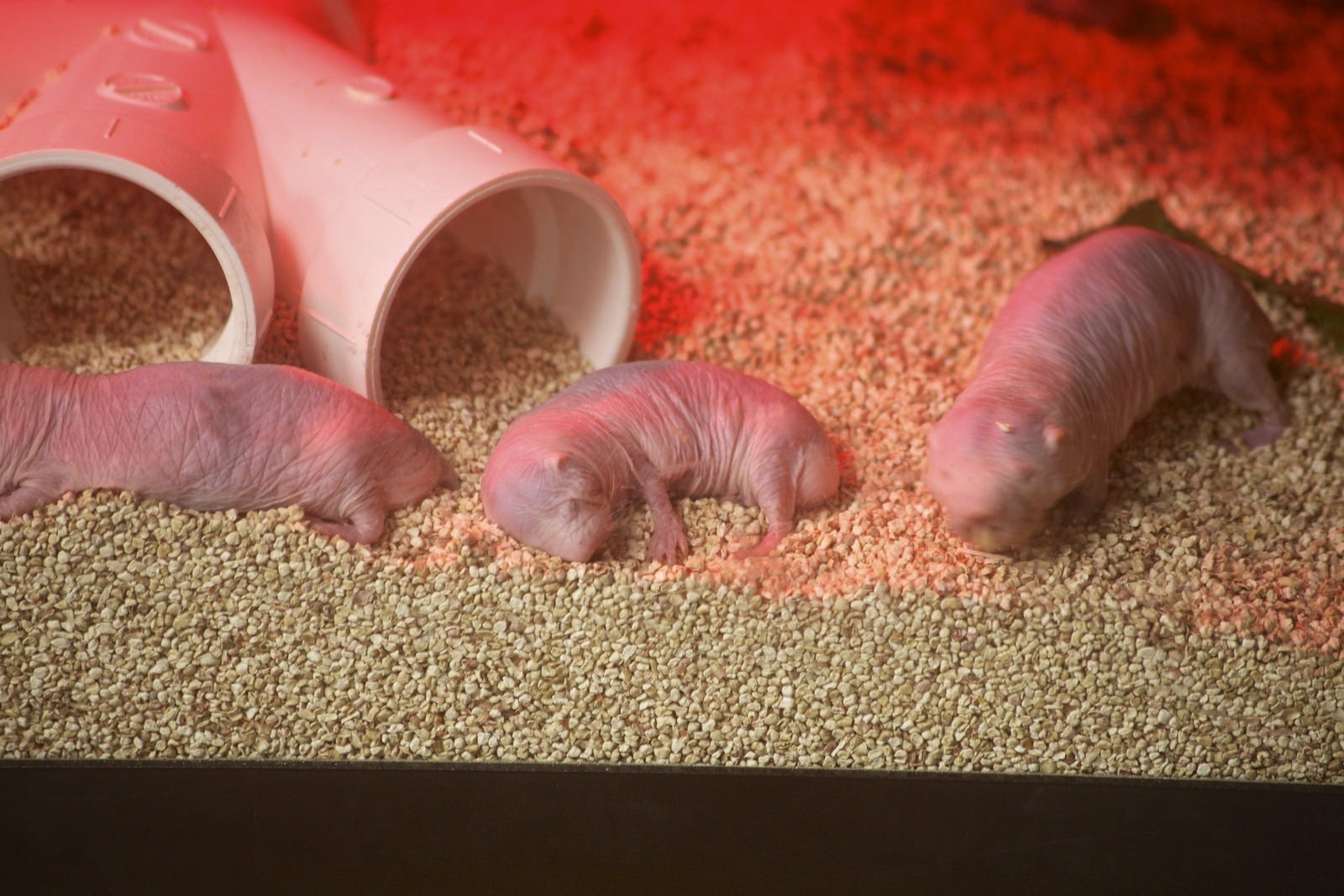 Filhotes do rato-toupeira-pelado são cuidados pelos roedores submissos da rainha (Foto: Flickr/Jean/Creative Commons)