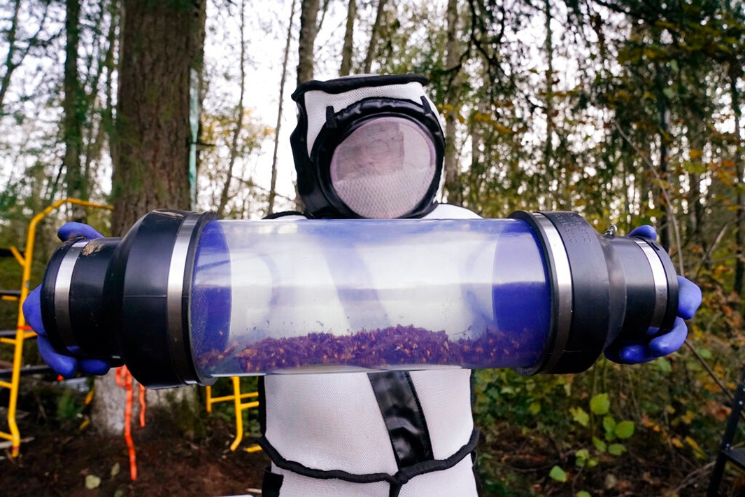 Primeiro ninho de vespas assassinas é encontrado e destruído nos EUA thumbnail