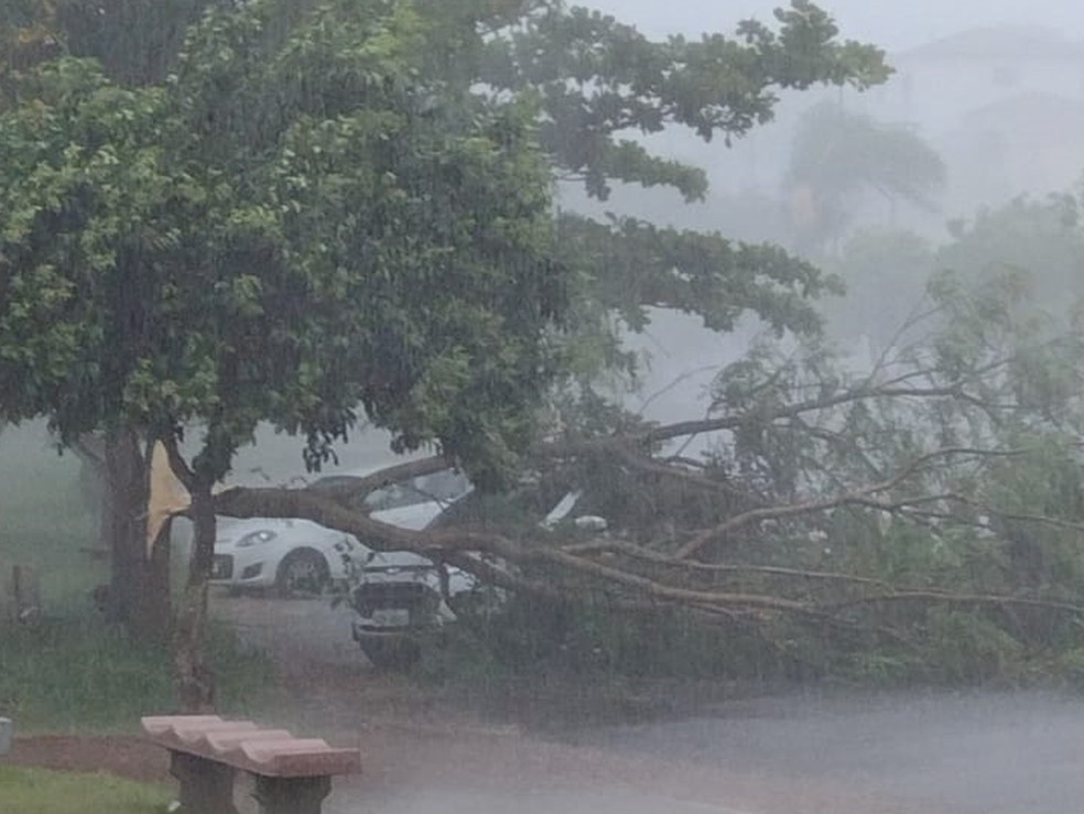 Tempestade derruba árvores em Taquarituba — Foto: Arquivo pessoal