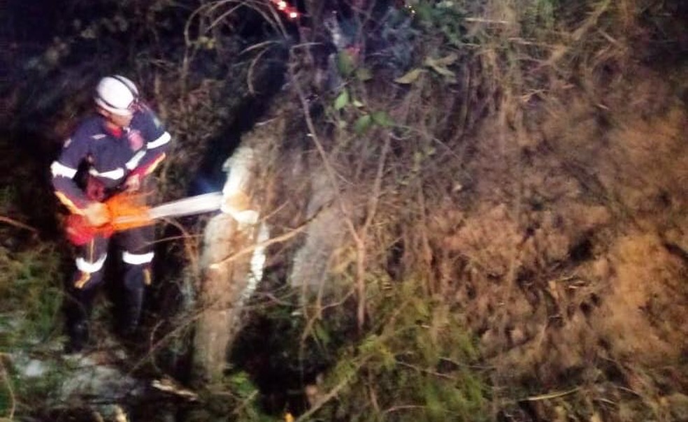 Bombeiros cortaram árvores às margens da BR-352 entre Pitangui e Pará de Minas para evitar futuros acidentes (Foto: Grupo Voluntário de Salva Vidas/Divulgação)