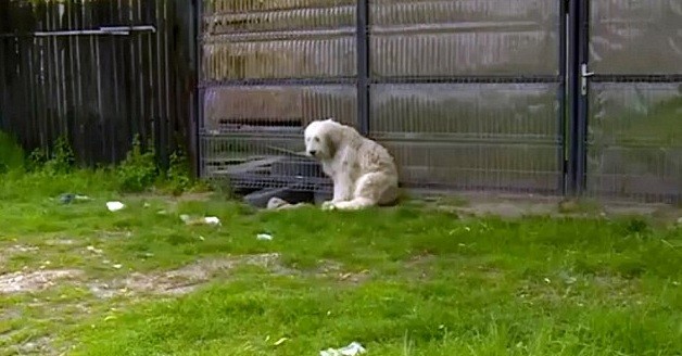 O sheepdog que espera pelo dono há cinco anos (Foto: Reprodução/YouTube)