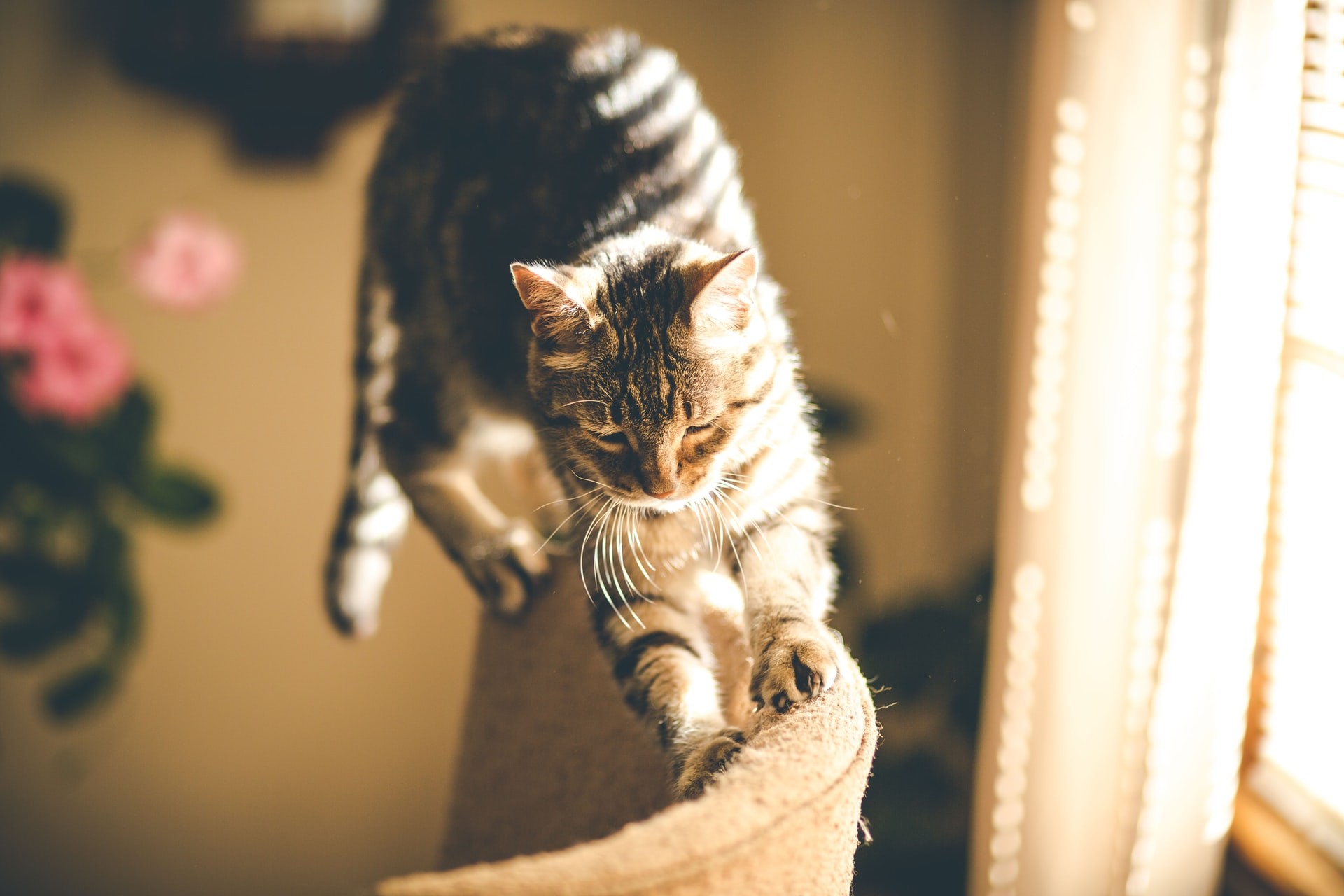Afinal, por que gatos gostam de amassar superfícies com as patas? (Foto: Kaiwen Sun/Unsplash)