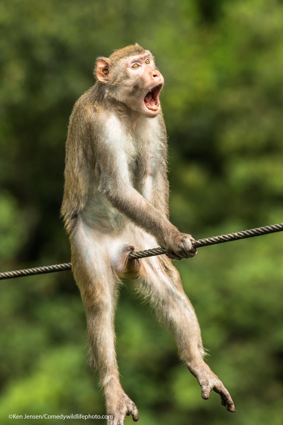 Foto de macaco feita na China, batizada de "Ouch!", é a ganhadora do Comedy Wildlife Photo de 2021. — Foto: Ken Jensen