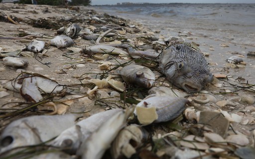 O rato gigante que ameaça de extinção espécie de albatroz - BBC