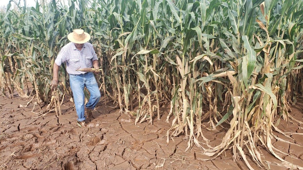 Agricultor perde plantao de milho aps enchente levar lama da Vale para terreno em Esmeraldas, na Grande BH  Foto: Danilo Girundi/TV Globo