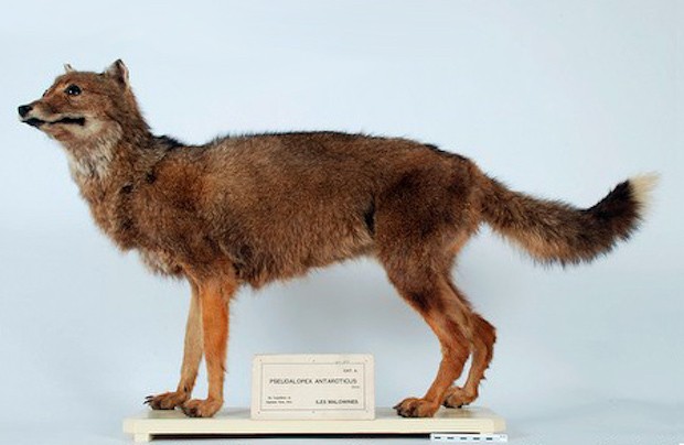 Exemplar empalhado do lobo-das-malvinas no Museu de História Natural de Leiben  (Foto: Domínio Público / WikimediaCommons / CreativeCommons)