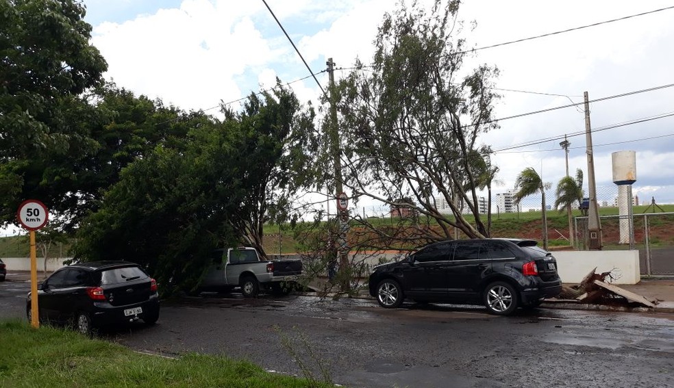 Vários carros estacionados na Getúlio Vargas acabaram atingidos pelas árvores (Foto: Fernando Oliver)