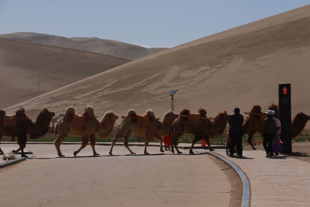 China lança primeiro sinal de trânsito para camelos (Foto: Getty)