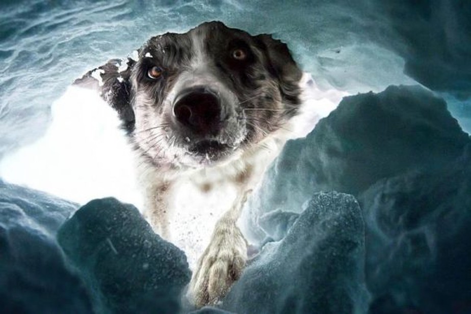 'O cão de resgate de avalanche'