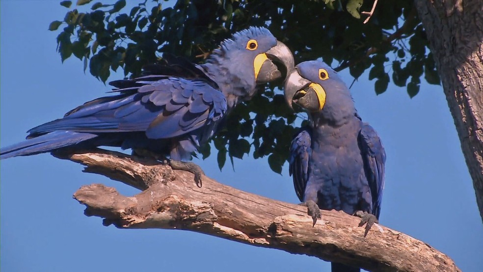 O Pantanal tem os dois maiores redutos de araras-azuis do mundo — Foto: Globo Repórter