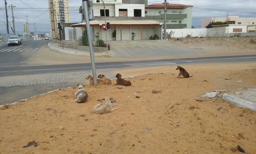 Animais concentrados em calçada na Cidade Universitária, em Petrolina. (Foto: Emerson Rocha)