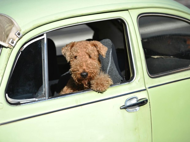 Cachorro é visto no banco do passageiro de um Volkswagen Fusca em movimento numa via de Sidney, na Austrália (Foto: Peter Parks/AFP)