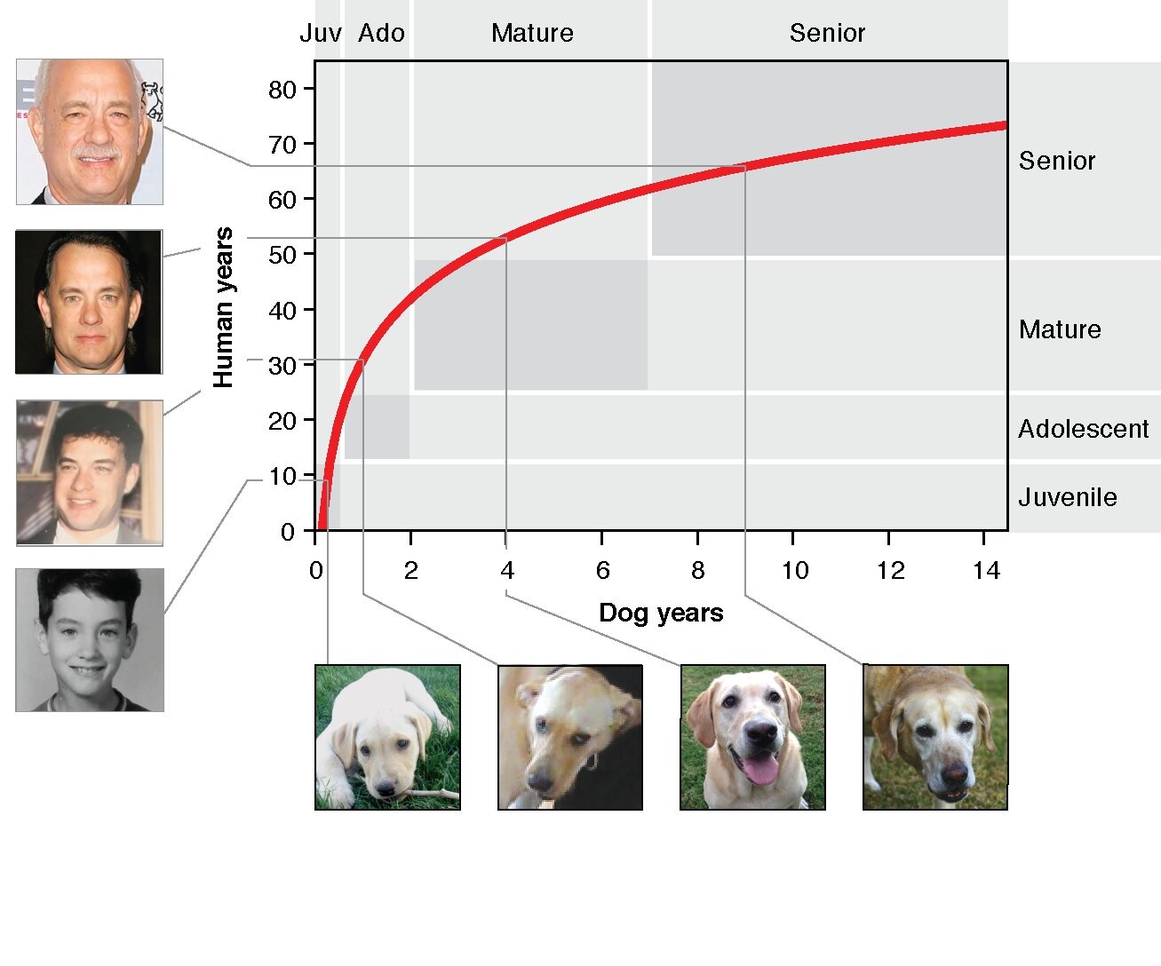 Segundo o gráfico criado pelos cientistas, os cães envelhecem rápido até os sete anos de idade  (Foto: Reprodução/UniversidadedaCalifórnia)