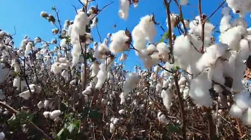 Cultivo de algodão impulsionou os valores de produção de Sapezal (MT) e São Desidério (BA) — Foto: Reprodução/TV TEM