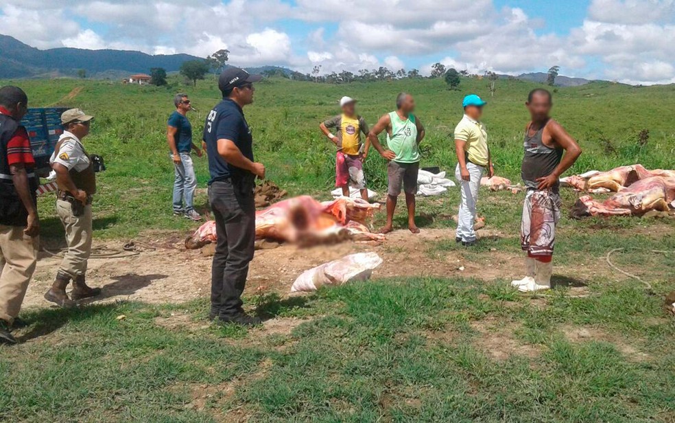 Polícia suspeita que gado abatido foi alvo de roubo na Bahia (Foto: Divulgação/SSP-BA)