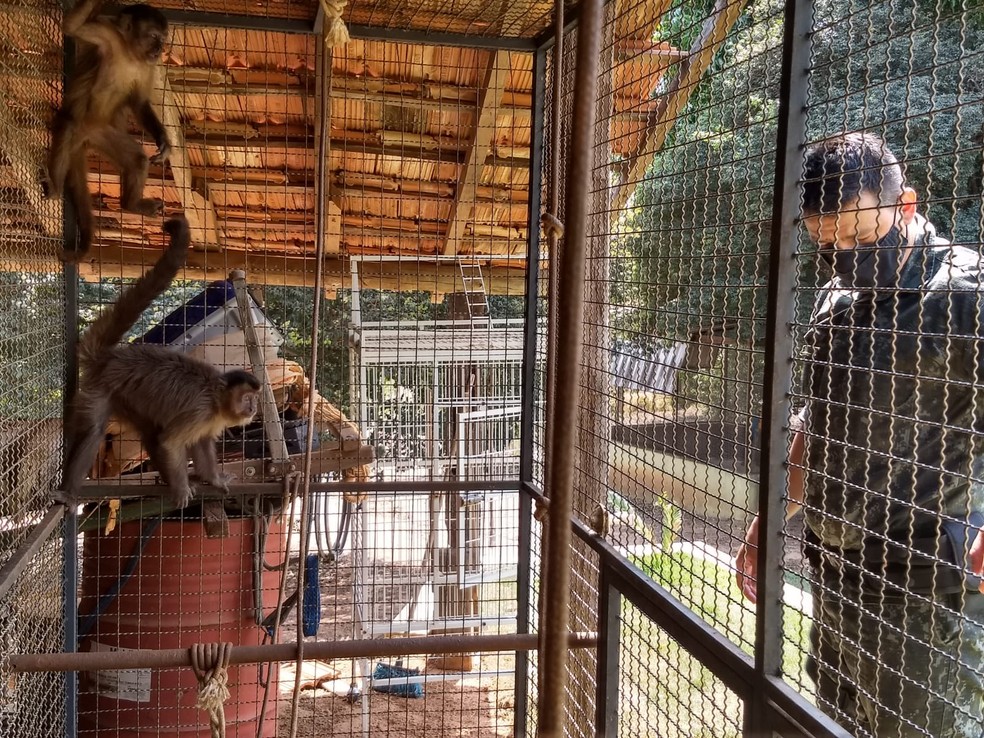 Ocorrência com macacos-prego em cativeiro, sem autorização, foi registrada em Osvaldo Cruz — Foto: Polícia Ambiental