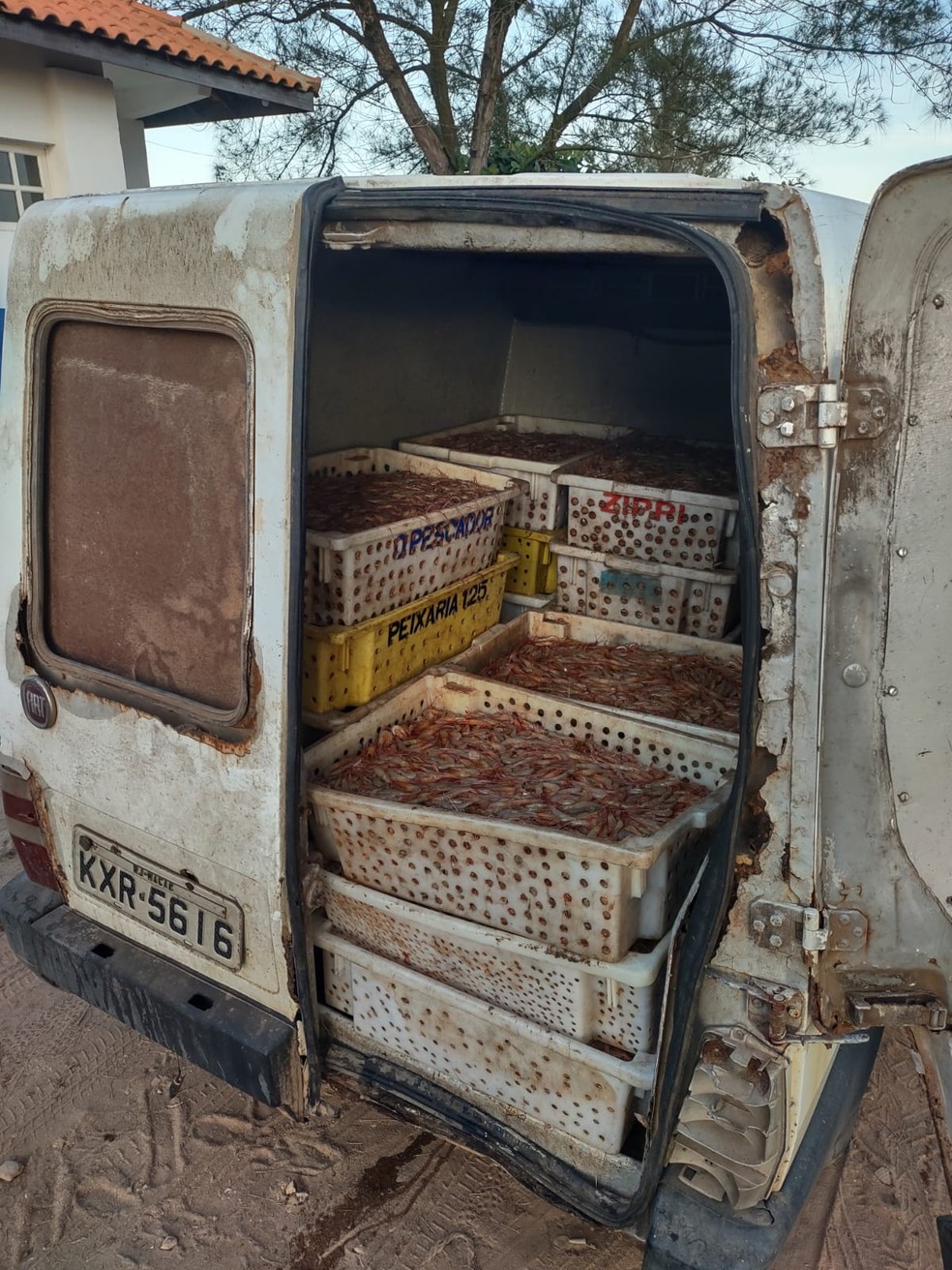 Cerca de 300kg de camarão foram apreendidos dentro de carro em Campos, no RJ — Foto: Divulgação