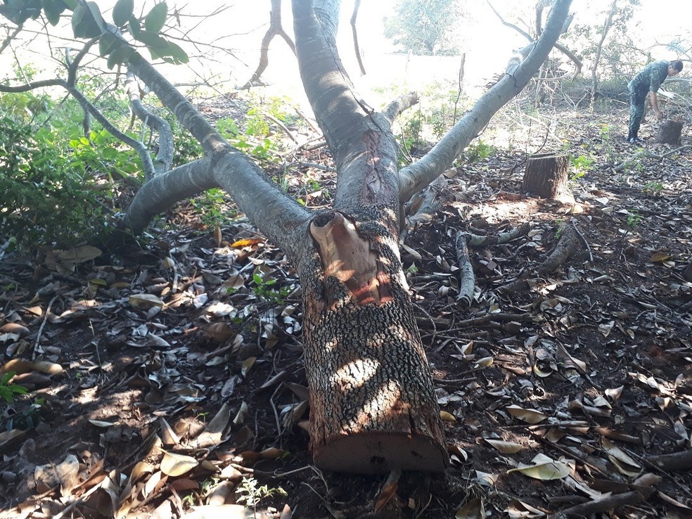 Policiais flagraram derrubada de árvores em Junqueirópolis — Foto: Polícia Militar Ambiental