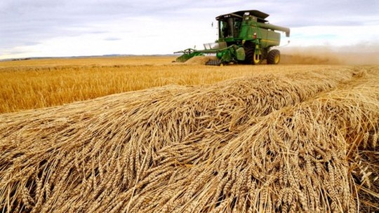 Safra de trigo da Argentina pode ter nova baixa por geadas tardias, diz bolsa