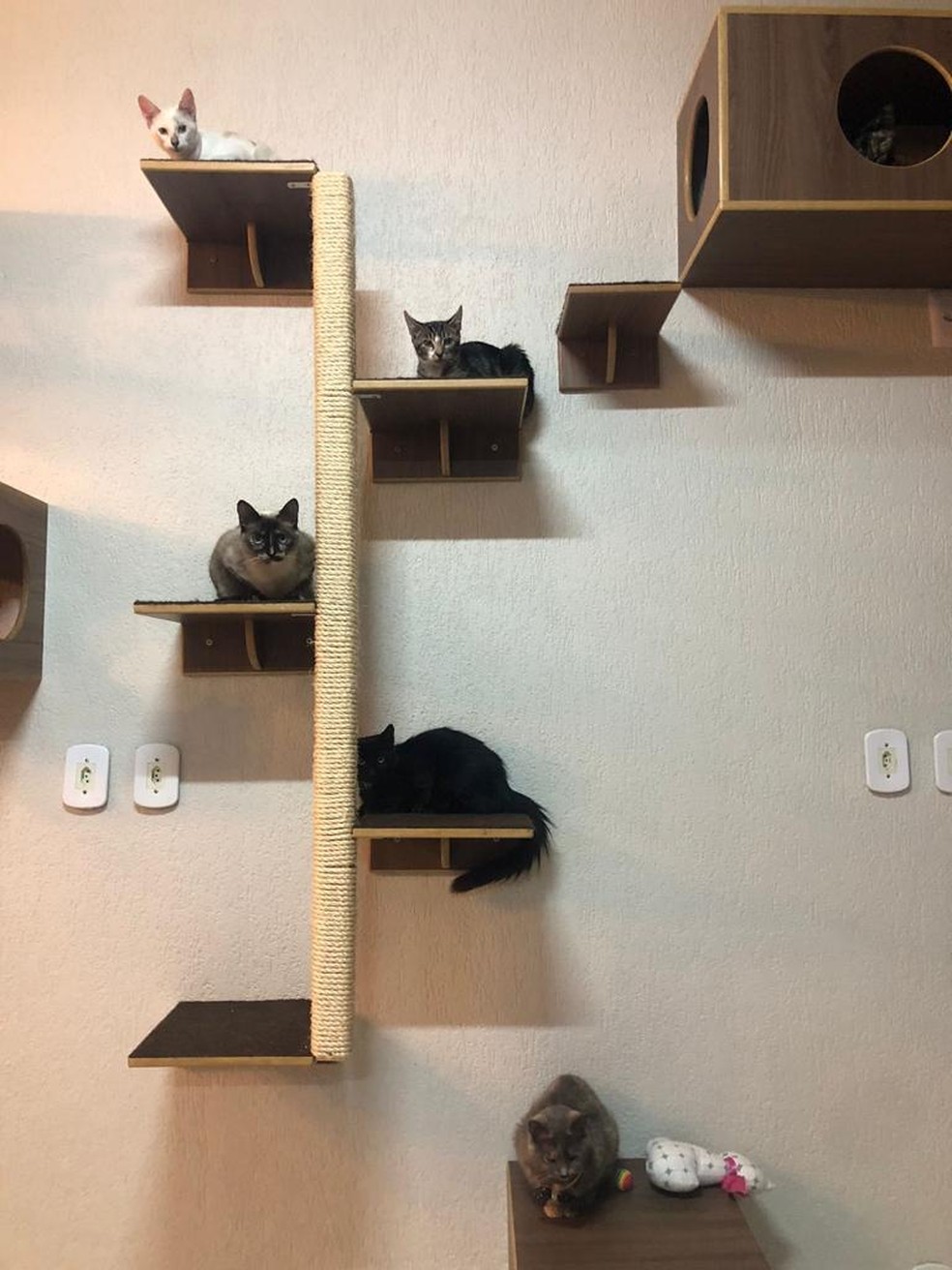 Gatos para adoção no My Cat Space  — Foto: Arquivo pessoal 