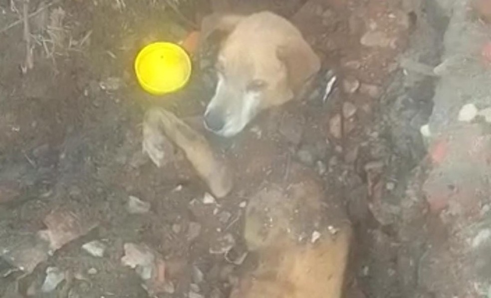Cachorro é encontrado parcialmente enterrado em Araraquara — Foto: ONG Bem-Estar Animal