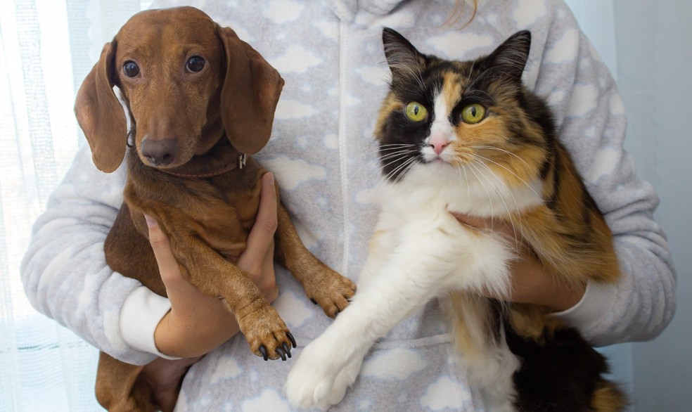 Cachorros e gatos de até 7 kg podem ser castrados. — Foto: Divulgação