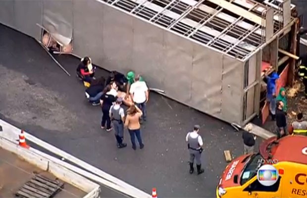 Equipe de resgate tentam socorrer porco que se feriu no tombamento da carreta (Foto: TV Globo/Reprodução)