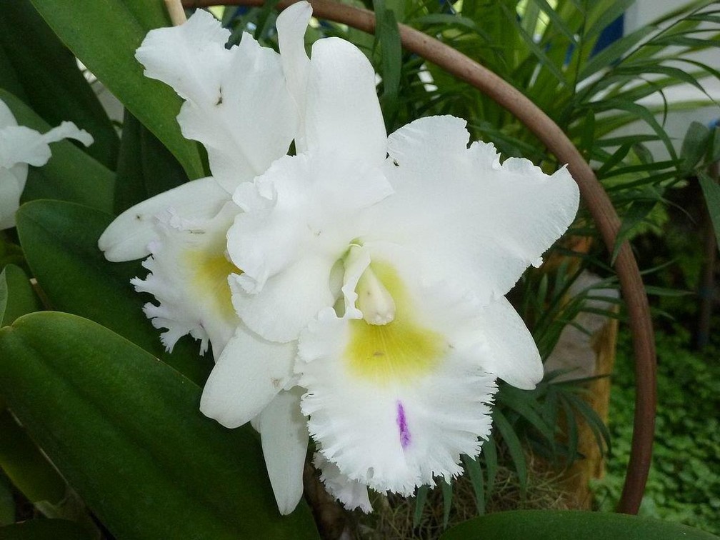  A orquídea Rlc. Pastoral Innocence é o destaque da exposição no Jardim Botânico, neste fim de semana, no Rio — Foto: Divulgação