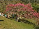 Agricultores de SP celebram a florada das cerejeiras