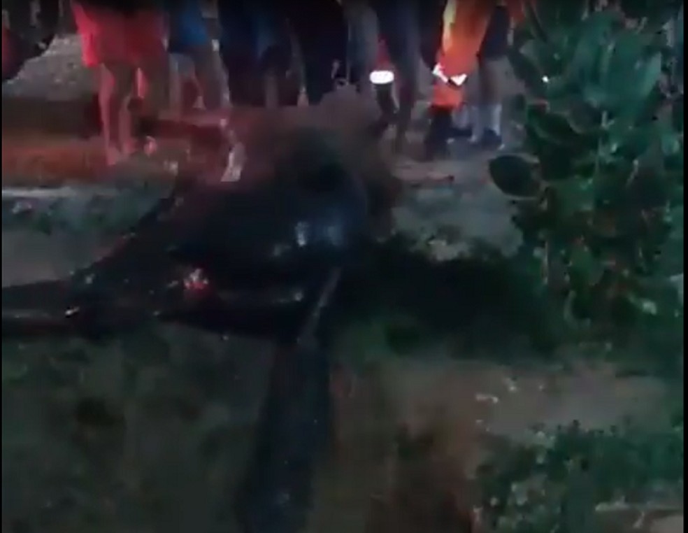 Cavalo &eacute; tirado de dentro de galeria de esgoto em cidade do interior do RN &mdash; Foto: Reprodu&ccedil;&atilde;o/redes sociais