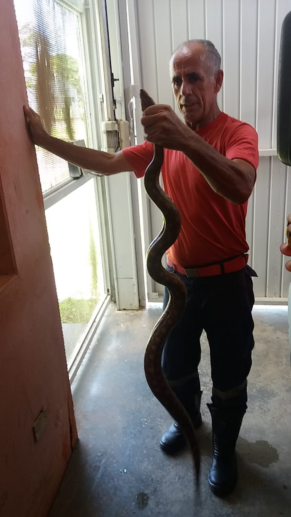 O bombeiro civil CÃƒÂ­cero Lima segura a jiboia capturada no CemitÃƒÂ©rio Municipal de Loanda nesta sexta-feira (2), Dia de Finados Ã¢â‚¬â€ Foto: Defesa Civil de Loanda/DivulgaÃƒÂ§ÃƒÂ£o