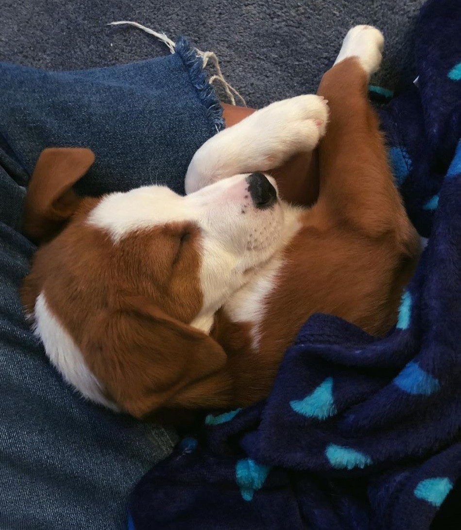 Amêndoa, cachorra adotada por Bruna Marquezine nos EUA (Foto: Reprodução/Instagram)