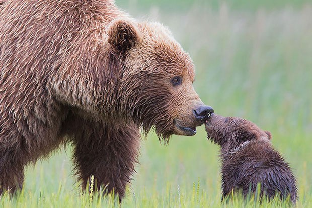 Filhotes de urso e suas mães (Foto: Tin Man Lee / Divulgação)