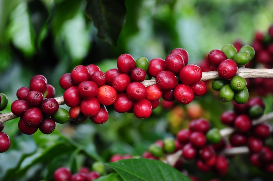 Planta de café arábica em Minas Gerais. Mercado está comprador, mas produtor segura vendas