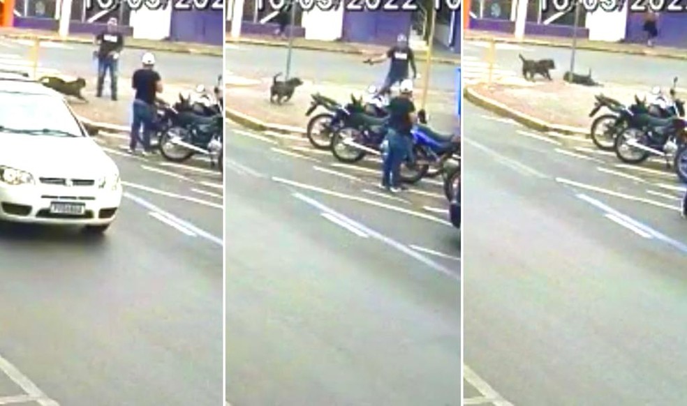 Pitbull é baleado por pedestre em Pilar do Sul — Foto: Arquivo pessoal