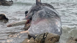 14 baleias Cachalote foram encontradas no norte da Tasmânia no início da seman — Foto: AFP